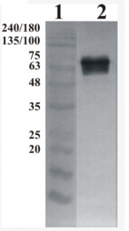 AP33456PU-N - GFRA2 / GDNFR-beta