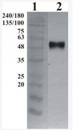 AP33457PU-N - GFRA3 / GDNFR-alpha 3