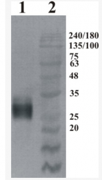 AP33458PU-N - GFRA4 / GDNFR-alpha 4
