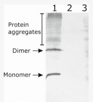 AP33459PU-N - Neurturin