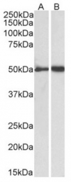 AP33470PU-N - Fibrinogen gamma chain