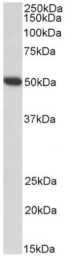 AP33471PU-N - Fibrinogen gamma chain
