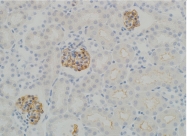 AP33487SU-N - Synaptopodin / SYNPO