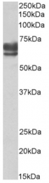 AP33490PU-N - Peroxin 5 / PEX5