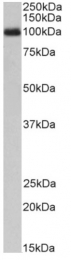 AP33491PU-N - CD114 / CSF3R
