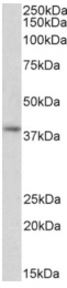 AP33493PU-N - G protein alpha Inhibitor 2