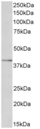 AP33494PU-N - OLR1 / LOX1