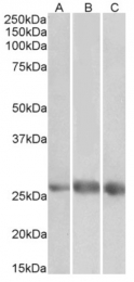 AP33497PU-N - EGFL7