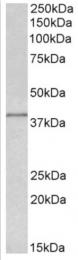 AP33498PU-N - Isocitric dehydrogenase gamma / IDH3G