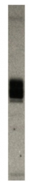 AP33503PU-N - GLUT4 / SLC2A4