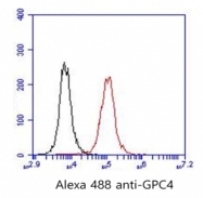 AP33507PU-S - Glypican-4 (GPC4)