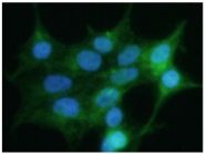 AP33507PU-S - Glypican-4 (GPC4)