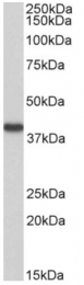 AP33508PU-N - Hydroxyacid oxidase 2 / HAOX2