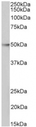 AP33509PU-N - HDAC3