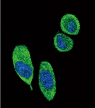 AP33512PU-N - 14-3-3 protein sigma / SFN