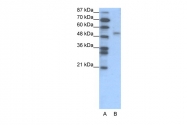 AP42055PU-N - FOXD2 / FKHL17