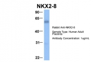 AP42061PU-N - NKX2-8