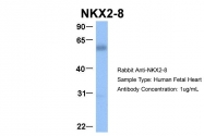 AP42061PU-N - NKX2-8