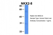 AP42061PU-N - NKX2-8