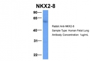AP42061PU-N - NKX2-8