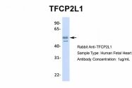 AP42072PU-N - TFCP2L1