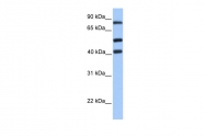 AP42126PU-N - Host cell factor 2 / HCFC2