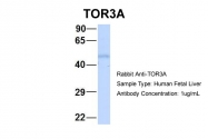 AP42179PU-N - Torsin-3A (TOR3A)