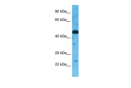 AP42179PU-N - Torsin-3A (TOR3A)