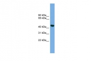 AP46079PU-N - BRF2 / TFIIIB50