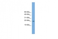 AP46084PU-N - Cyclophilin J / PPIL3