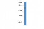 AP46131PU-N - LACC1 / C13orf31