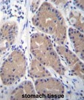 AP50693PU-N - Carbonic anhydrase 1