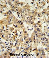 AP50699PU-N - Carbonic anhydrase 6