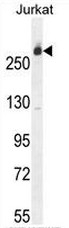 AP50710PU-N - CAD Protein