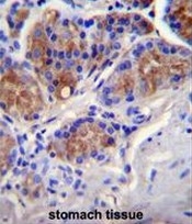 AP50732PU-N - Caspase-12
