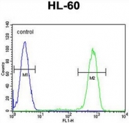 AP50732PU-N - Caspase-12