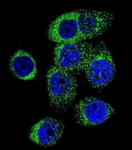 AP50732PU-N - Caspase-12