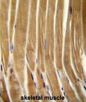 AP50734PU-N - Caspase-5