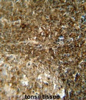 AP50791PU-N - CCDC8