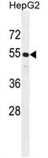 AP50819PU-N - Cyclin-J-like protein
