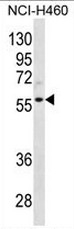 AP50820PU-N - Cyclin L2