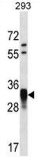 AP50821PU-N - Uracil-DNA glycosylase 2 / Cyclin-O