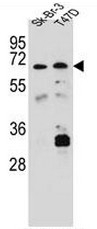 AP50871PU-N - Carboxylesterase 4A