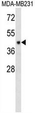 AP50874PU-N - C6orf150