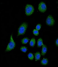AP50878PU-N - Complement factor H (CFH)