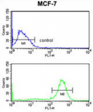 AP50902PU-N - Chondroitin sulfate synthase 2