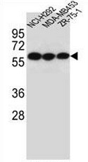 AP50907PU-N - CHRNA10