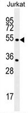 AP50908PU-N - Neuronal acetylcholine receptor subunit alpha-2