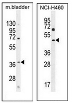 AP50935PU-N - C12orf29
