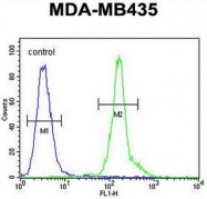 AP50955PU-N - CD301 / CLEC10A